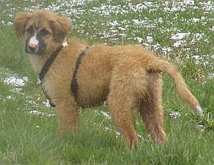 Kimba