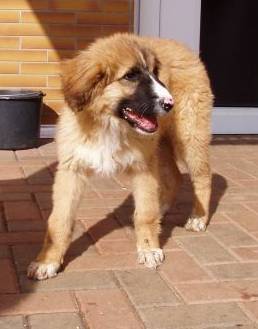 Kimba