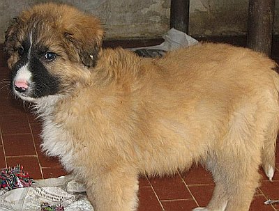 Kimba