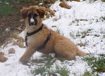 Kimba