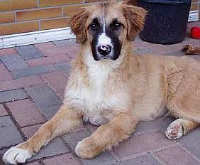 Kimba