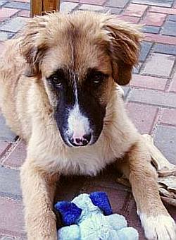 Kimba