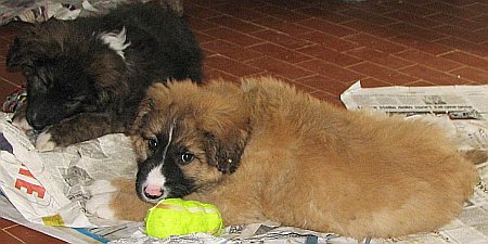Kimba