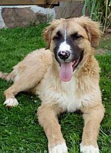 Kimba
