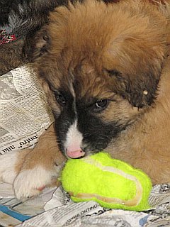 Kimba