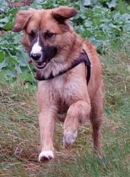 Kimba
