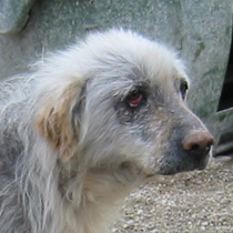 Kimba