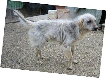 Kimba