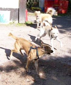 Oscar, Momo und Kessy