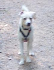 Oscar
