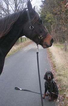 Reitbegleithund Momo