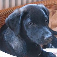 Maya