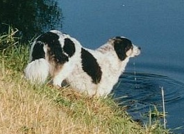 im Wasser