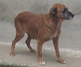 Martina