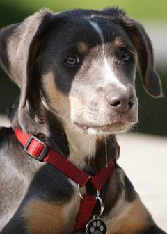 Merlin