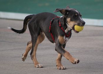 Merlin