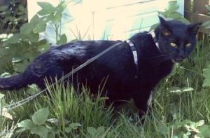 Nerone