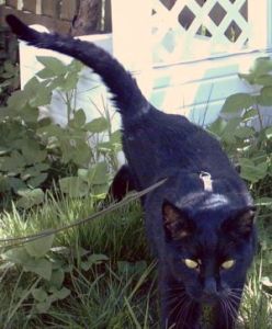 Nerone