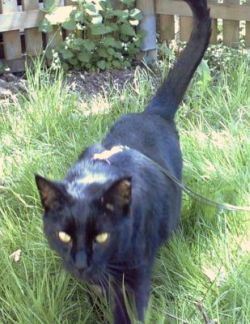 Nerone