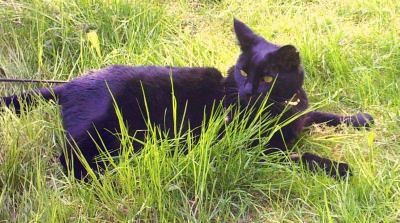 Nerone