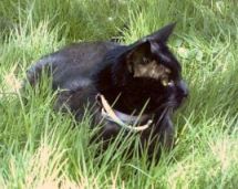 Nerone