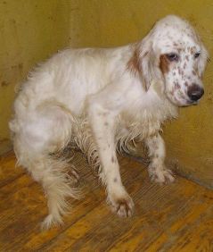 Oreste
