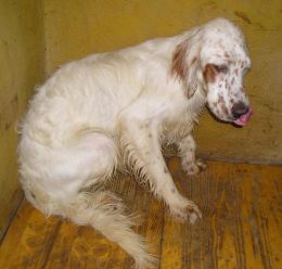 Oreste