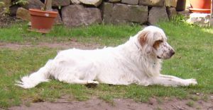Oreste