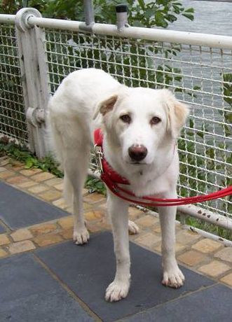 Pamina