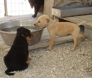 Ratz und Ronja