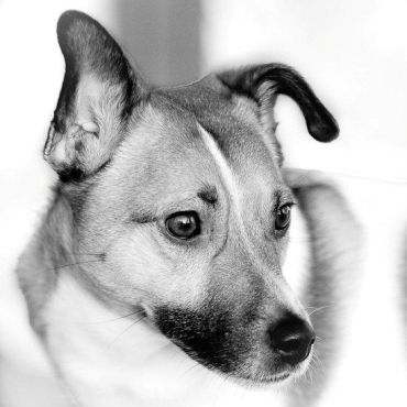 Sam