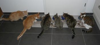 Die ganze Katzentruppe