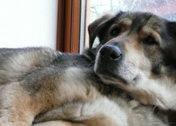 Zorro