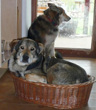 Zorro und Massl