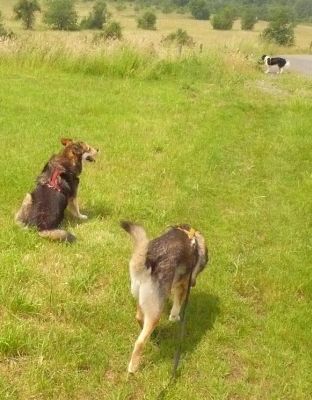Zorro, Massl und Fox
