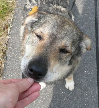 Zorro