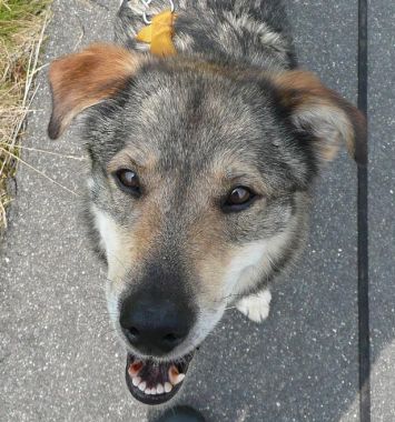 Zorro
