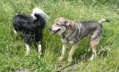 Zorro und Fox