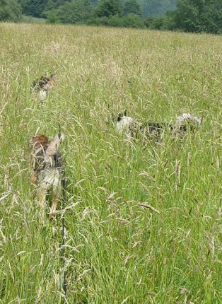 Zorro, Massl und Fox