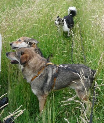Zorro, Massl und Fox