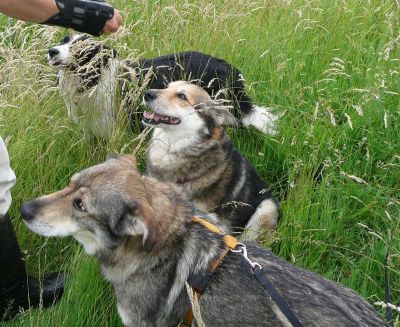 Zorro, Massl und Fox