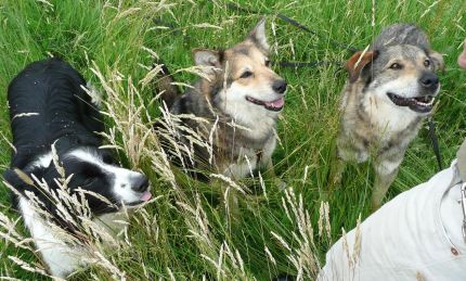 Zorro, Massl und Fox