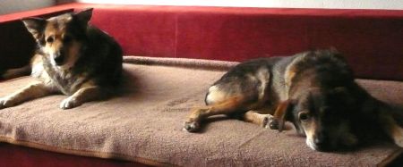 Zorro und Massl