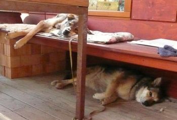Zorro und Massl