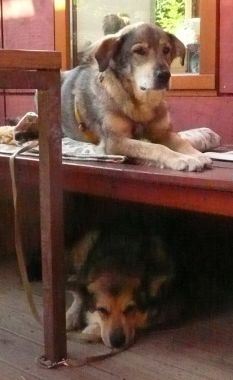 Zorro und Massl