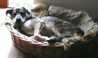Zorro