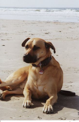 Axel