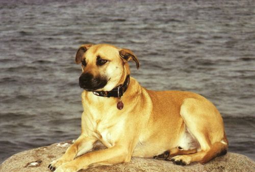 Axel