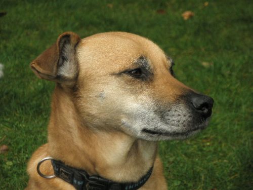 Axel
