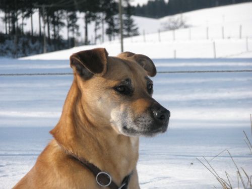Axel